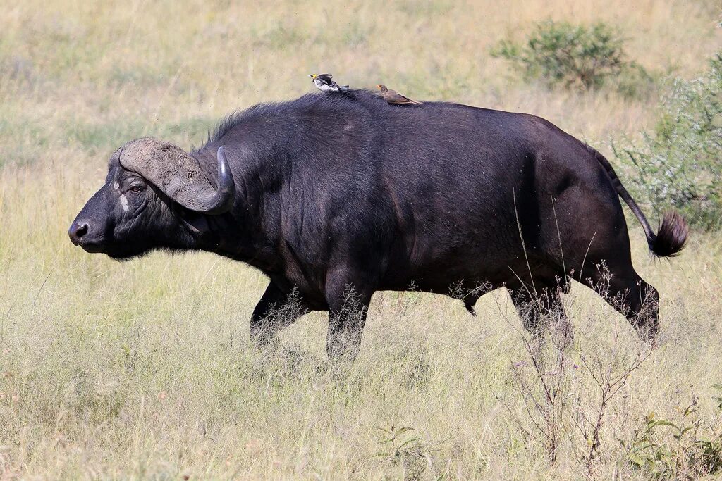 Африканский буйвол. Кафриский буйвол. Танзания животные Буйволы.