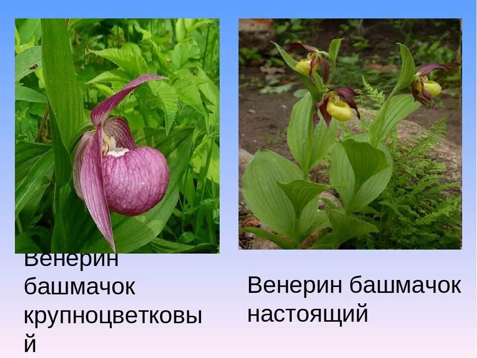 Название красной книги амурской области. Амурская красная книга. Амурская красная книга. Амурская красная книга. Красная книга амурской области.