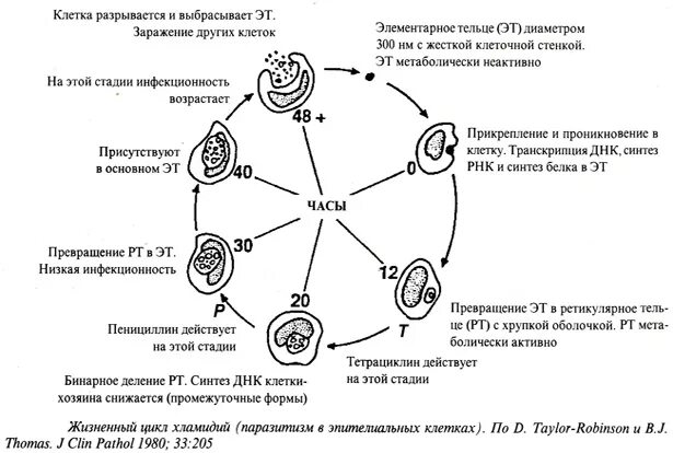 Жизненный цикл хламидий схема. Схема жизненного цикла хламидии. Схема цикл развития хламидий. Этапы цикла развития хламидий.
