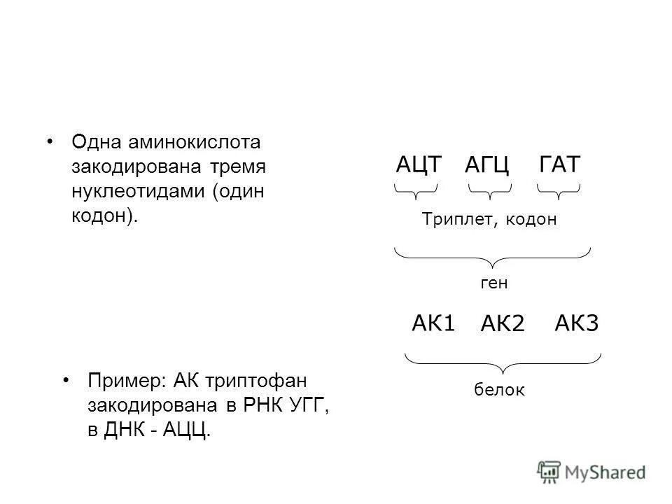 Какую аминокислоту кодирует старт кодон. Какую аминокислоту кодирует старт кодон