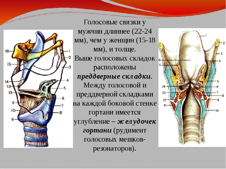 Как восстановить голосовые связки. Расположение голосовых связок. Расположение ложных голосовых связок.