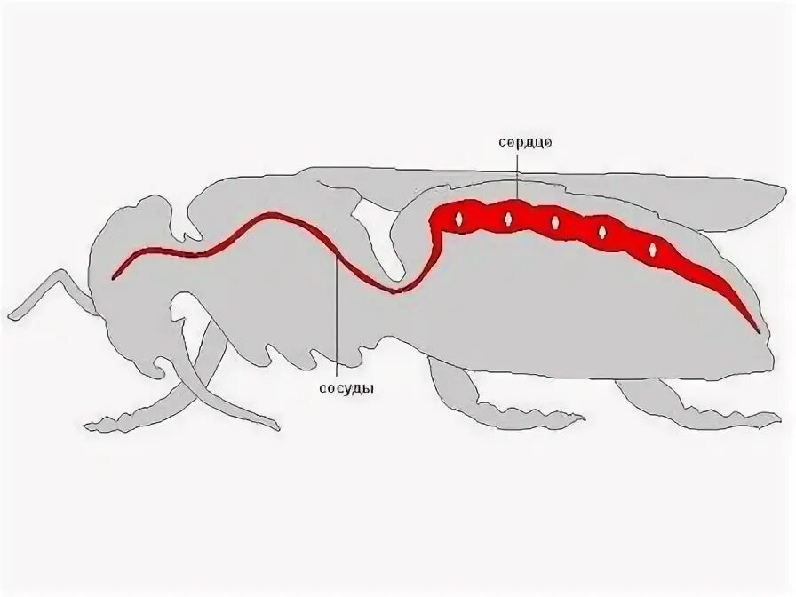 Кровообращение у насекомых. Кровеносная система насекомых. Кровеносная система насекомых схема. Незамкнутая кровеносная система насекомых. У насекомых есть кровеносная система.
