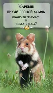 Дикий лесной хомяк