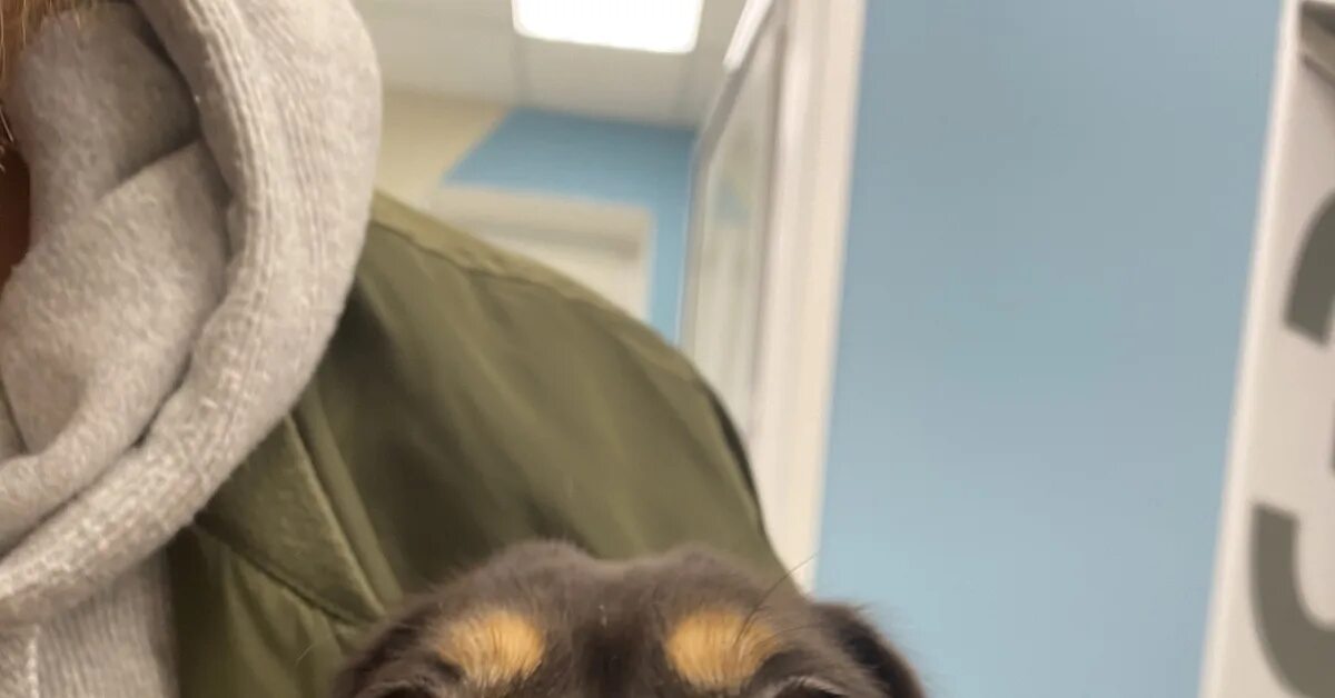 Любопытной варваре на базаре. Любопытной варваре на базаре нос оторвали. Любопытная варвара на базаре нос оторвали. Продолжение поговорки любопытной варваре на базаре нос оторвали. Любопытная варвва ра на базаре нос отарвала.