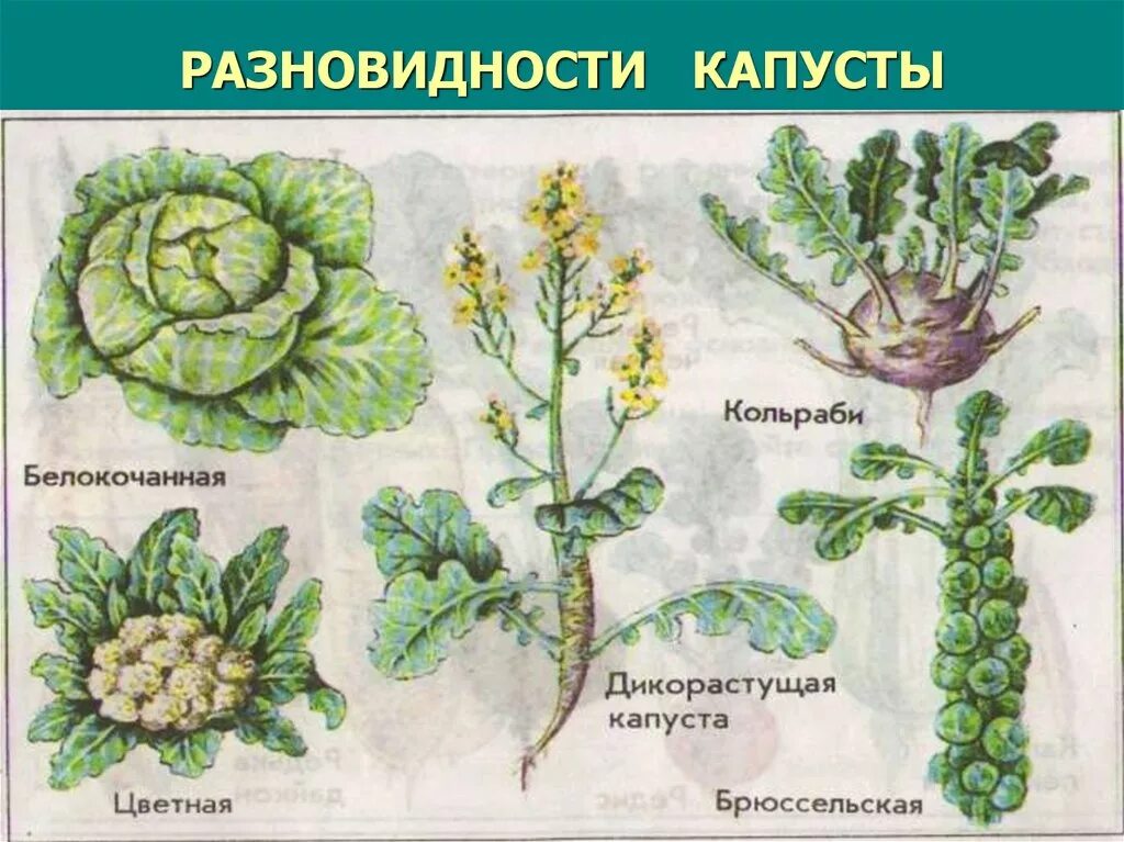 Крестоцветные капустные. Капуста семейство крестоцветные. Брокколи семейство крестоцветные. Крестоцветные растения цветная капуста. Дикий предок капусты