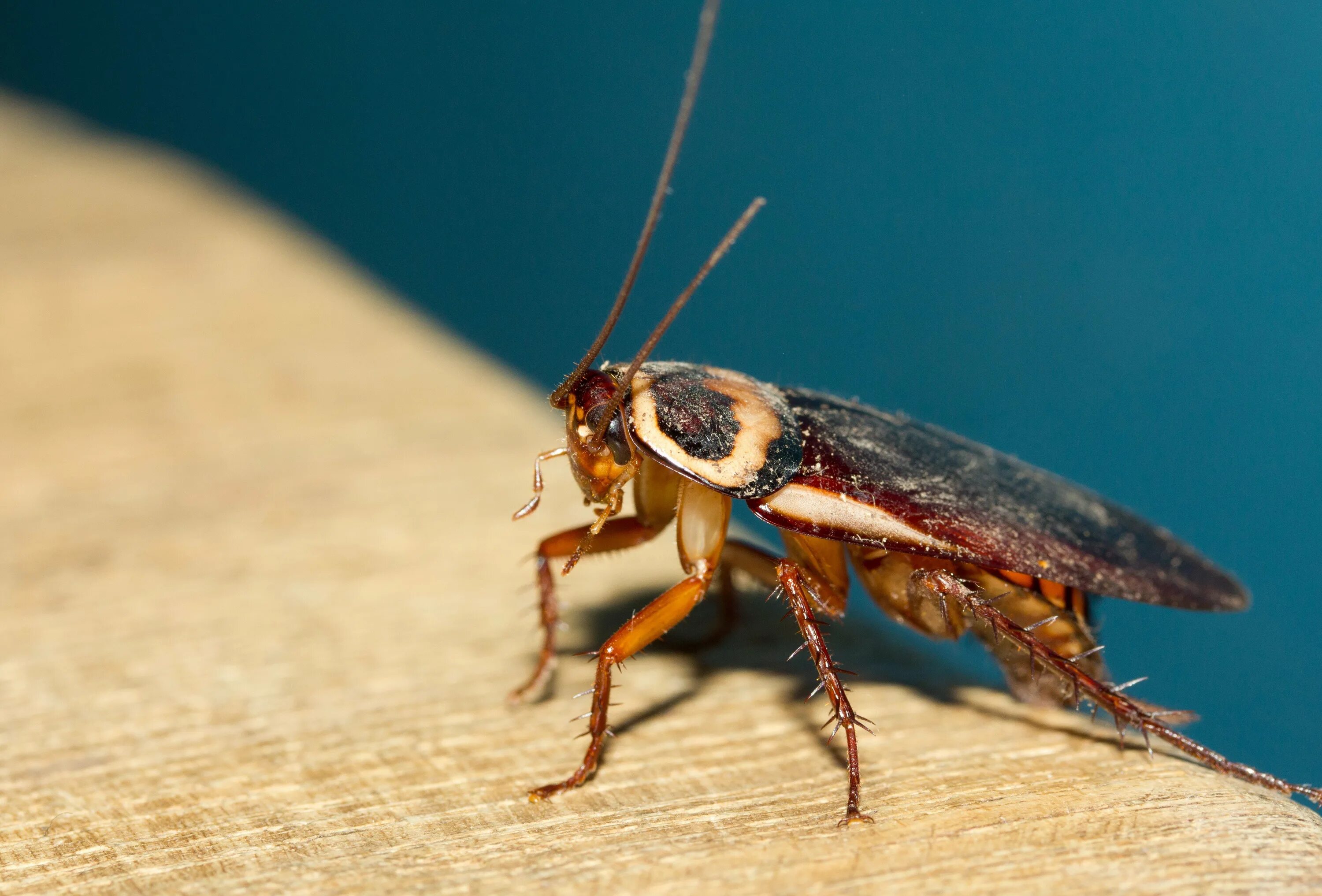 Cucaracha