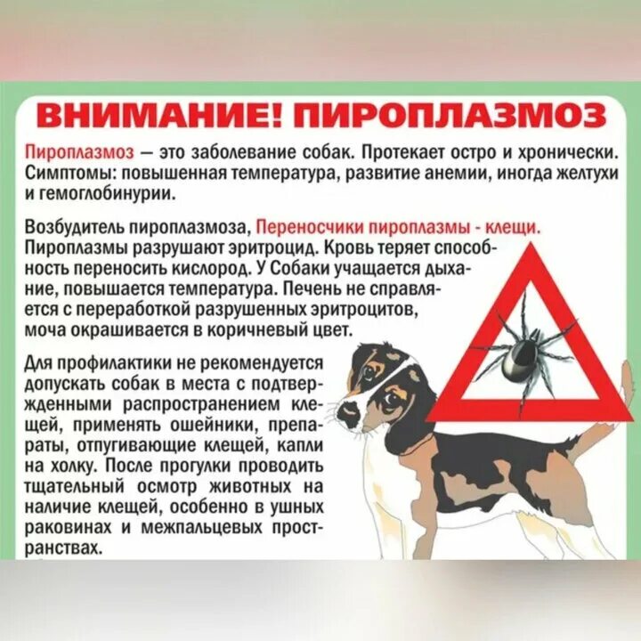 Пироплазмоз последствия. Пироплазмоз собак цикл развития. Пироплазмоз последствия. Схема лечения ветеринария. Клещи переносящие пироплазмоз.