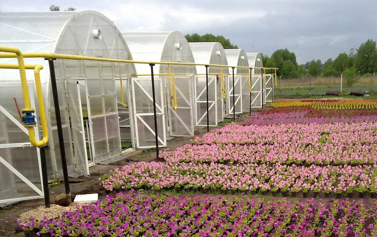 плодопитомник горный щит. теплица цветочная база. сошки садовый центр каталог. питомник сошки липецкая область. сошки садовый центр.