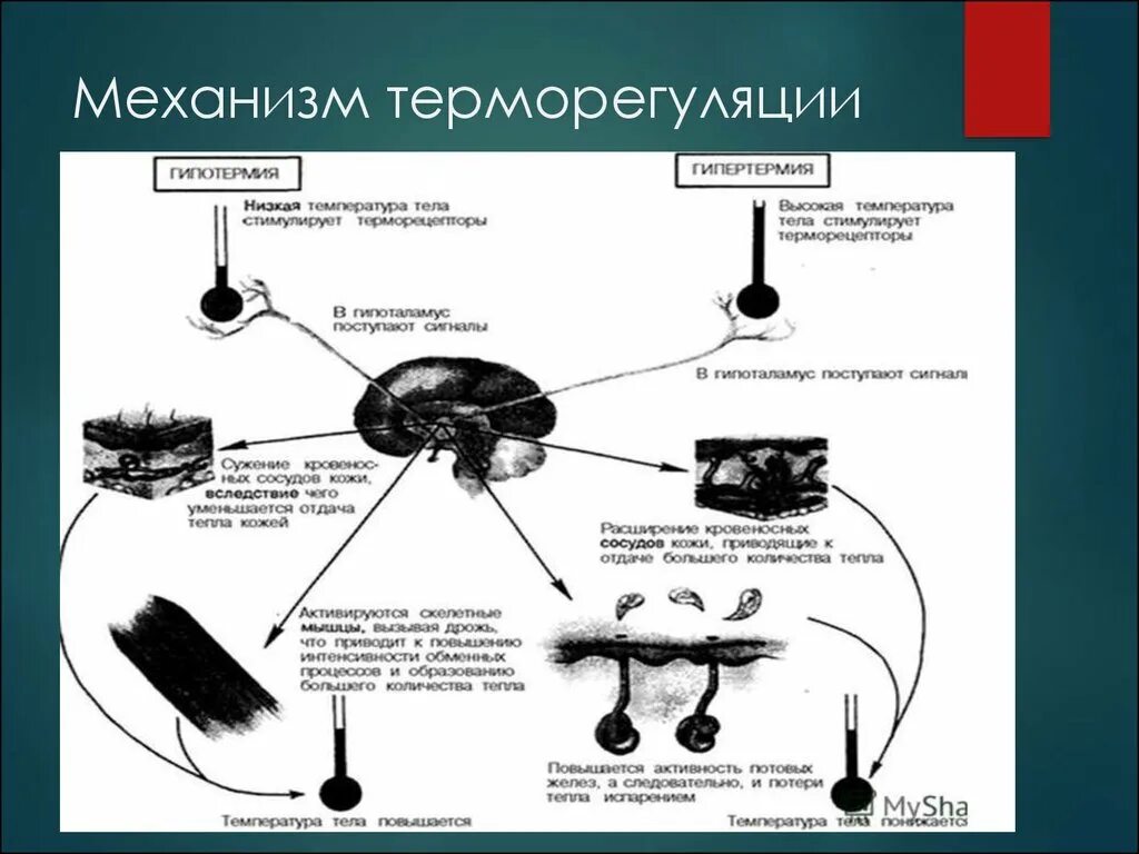 Регуляция температуры кожей. Температурный анализатор схема. Температурный анализатор физиология схема. Температурный анализатор функции. Механизмы терморегуляции физиология.