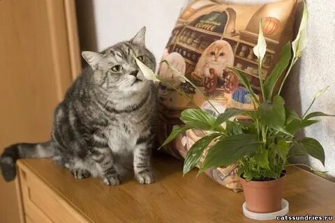 Спатифиллум опасен для кошек