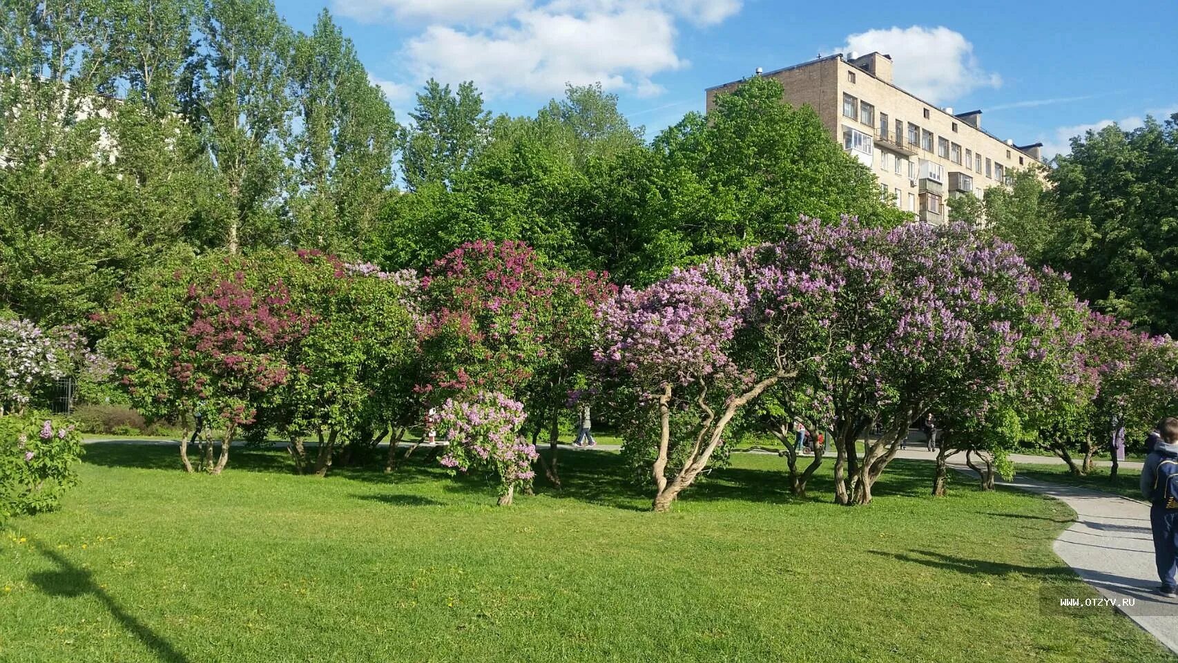 Сады щелково