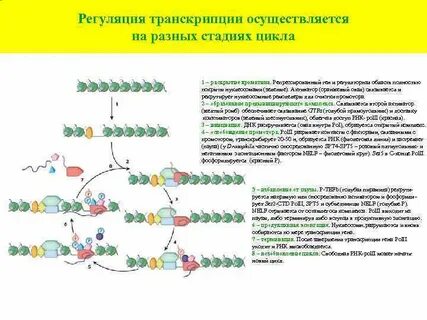 Цикл транскрипция