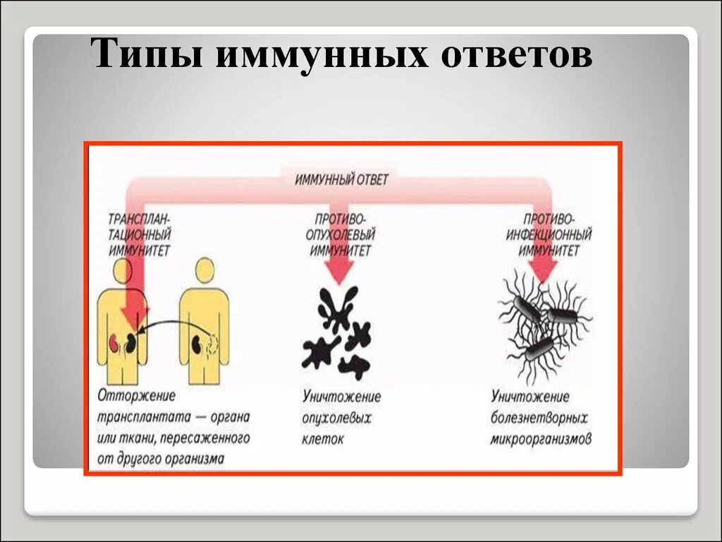 Иммунная система 8 класс. Иммунная система 8 класс биология. Иммунитет человека презентация 8 класс биология. Иммунная реактивность. Иммунная биология