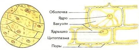 Клетка под микроскопом 5 класс биология