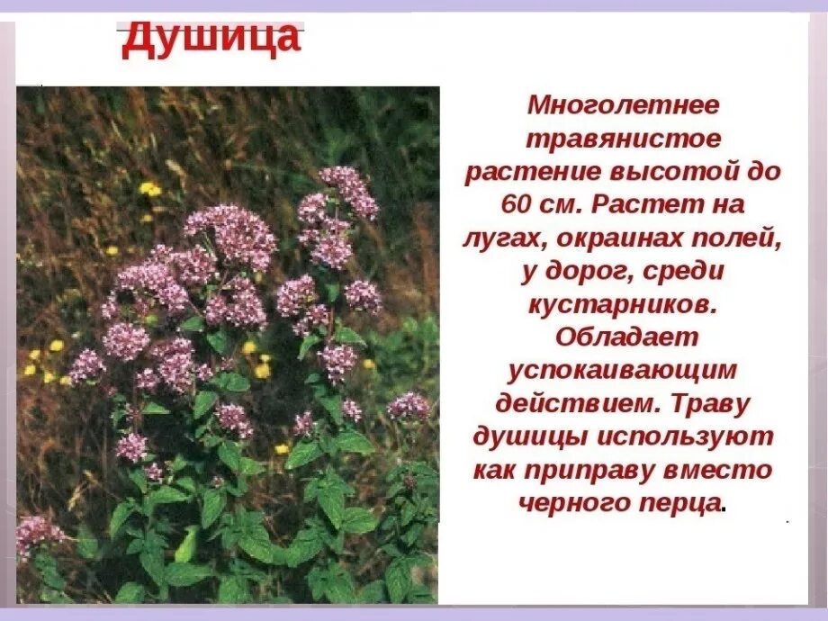 О какой траве идет речь. Лекарственные растения. Лечебные растения. Лекарственные растения описание. Лечебные растения фото и описание.