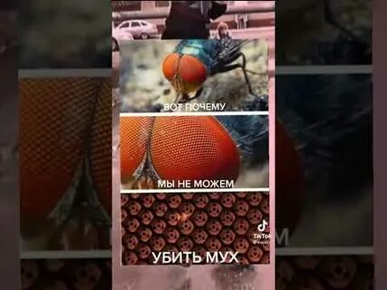 Почему мух убивают