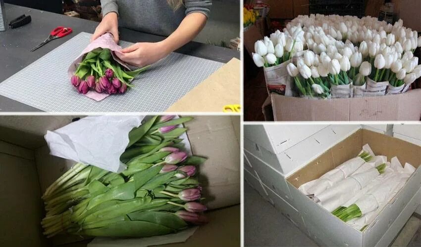 Можно ли есть тюльпаны. Тюльпаны свежесрезанные. тюльпаны на срезку. тюльпаны сухое хранение. тюльпаны в холодильнике.