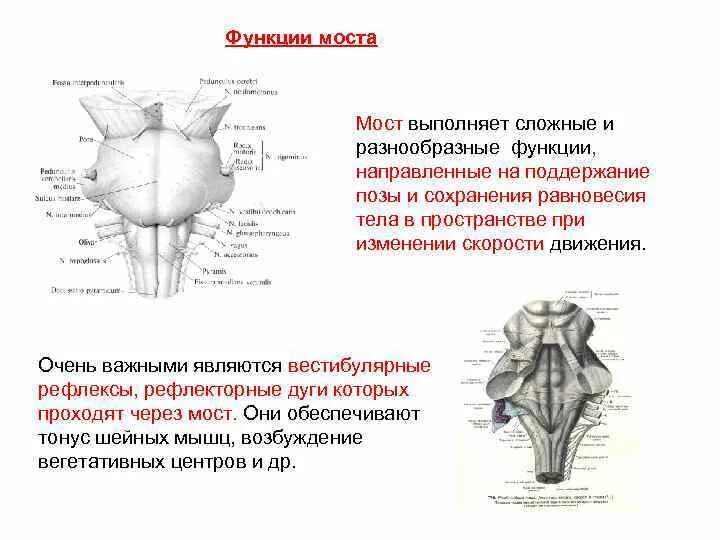 Мост мозга функции строение. Строение мозга варолиев мост. Варолиев мост внутреннее строение. Топография варолиева моста. Мост анатомия функции.