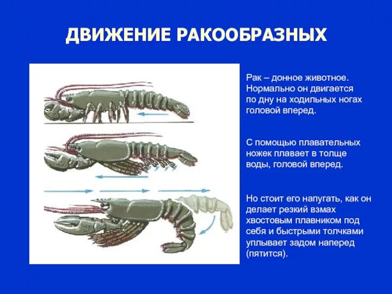 Орган передвижения ракообразных. Лопасти у ракообразных. Конечности ракообразных. Класс ракообразные конечности. Рак виды животных