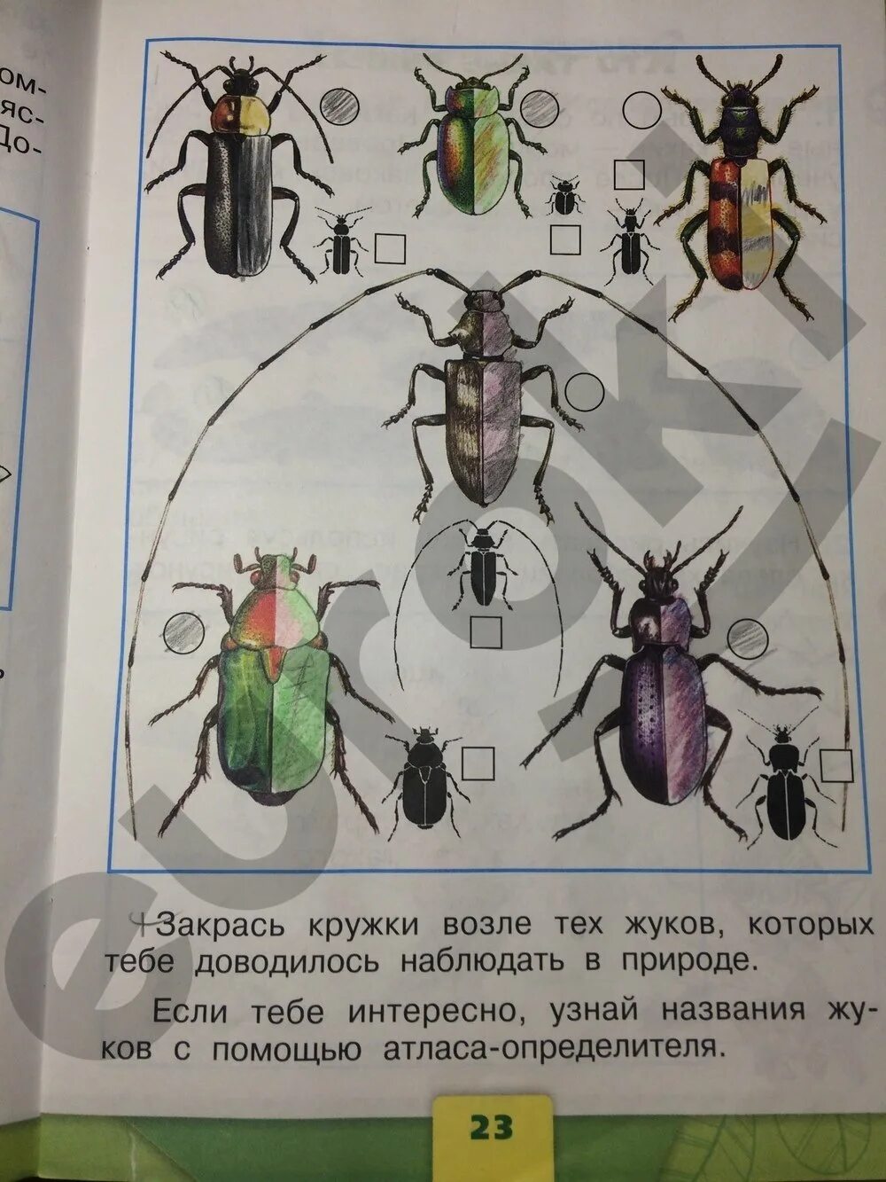 Тетрадь страница 23. Окружающий мир 1 класс рабочая тетрадь Плешаков насекомые. Окружающий мир 1 класс рабочая тетрадь Плешаков стр 23. Рабочая тетрадь 1 класс окружающий мир школа России насекомые. Плешаков рабочая тетрадь 1 жуки.