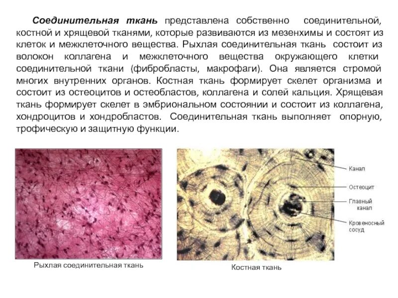 Скелетная хрящевая ткань местоположение. Соединительная ткань рыхлая костная хрящевая. Собственно соединительная ткань хрящевая ткань костная ткань. Костная соединительная ткань характеристика функции. Соединительная ткань собственно соединительная ткань рыхлая.