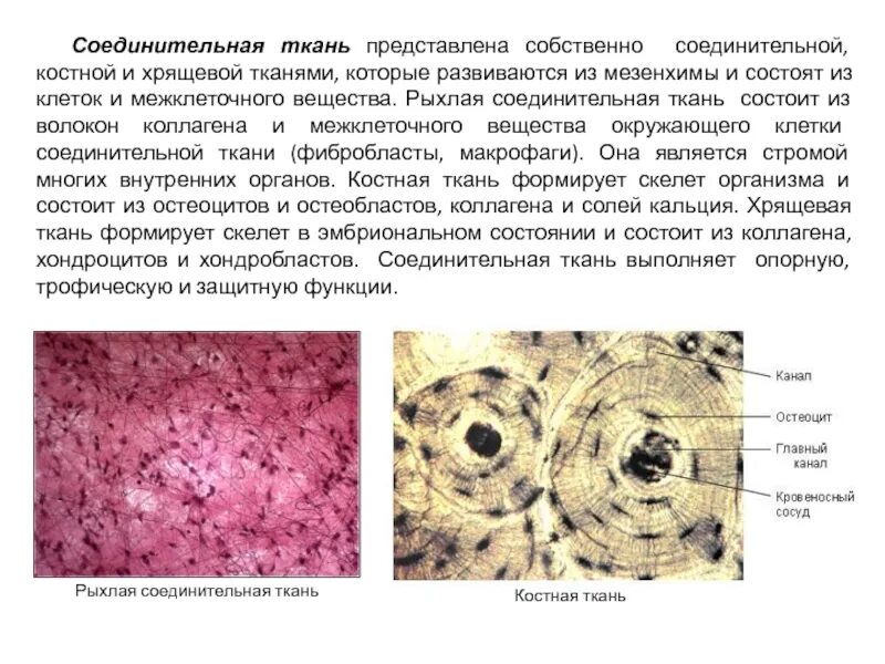 Соединительная ткань рыхлая костная хрящевая. Собственно соединительная ткань хрящевая ткань костная ткань. Характеристики и функции костной соединительной ткани. Соединительная ткань собственно соединительная ткань рыхлая.