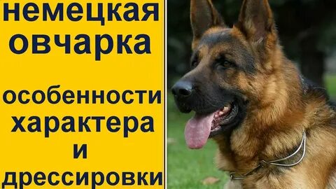 Характер немецкой овчарки