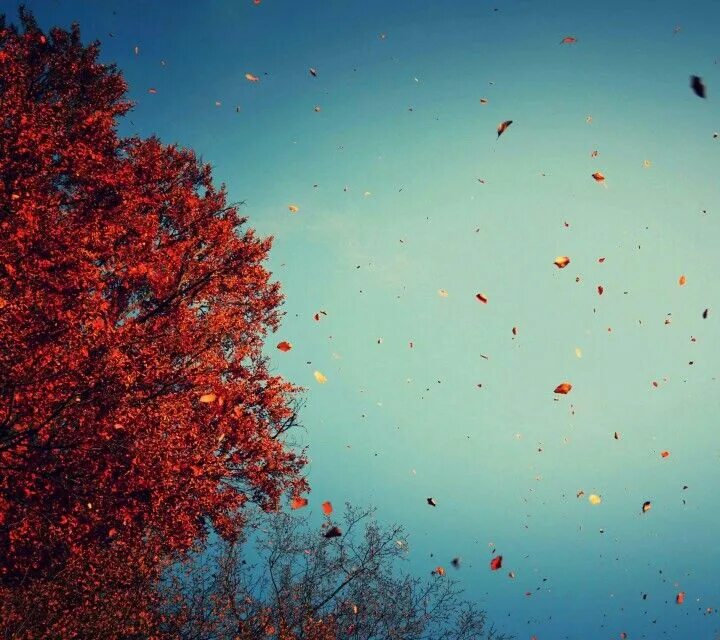 Leaves start falling