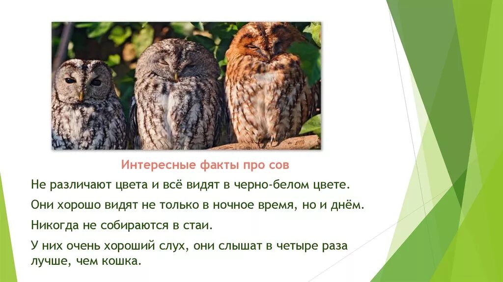 Текст про сову. Факты о совах. Интересные факты о совах. Сова интересные факты для детей. Интересные Совы.