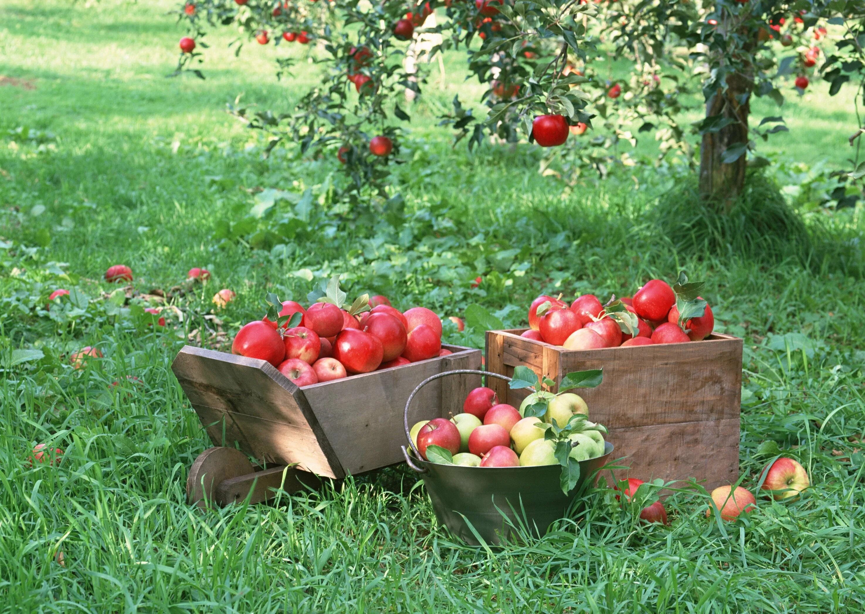 Плодовое хозяйство. Плодовый сад. Яблоки в саду. Фруктовые деревья для сада. Сад с фруктами.