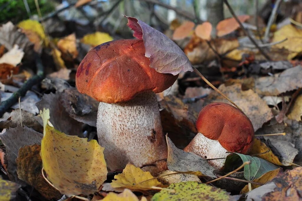 грибная пора осенью. грибная пора осенью. осень грибная пора. грибная пора осенью. подосиновик осень.