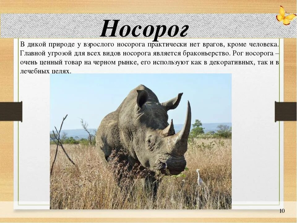 Носорог. Носорог красная книга. Носорог в природе. Носорог доклад.