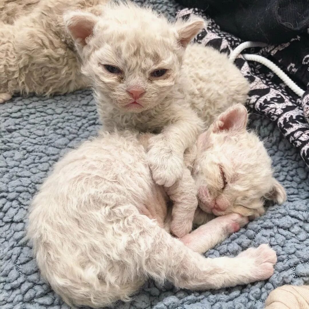 Селкирк рекс кудрявый. Кот овца. Коты с овечьей шерстью. Кот в овечьей шкуре. Котята с шерстью овечки.