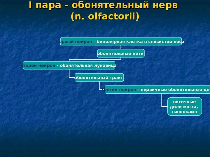 1 нерв обонятельный. 1 Нейрон обонятельного нерва. 2 Нейрон обонятельного нерва. Путь обонятельного анализатора 1 Нейрон второй Нейрон. Биполярная клетка обонятельного нерва.