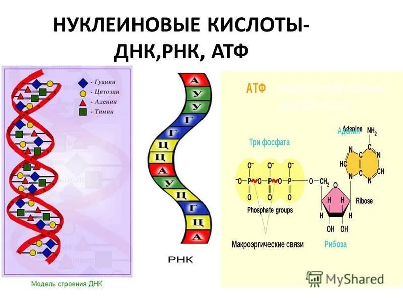 Днк и рнк общее. Строение ДНК РНК АТФ. Структуры ДНК РНК АТФ. ДНК РНК АТФ кратко. Схема нуклеиновые кислоты ДНК И РНК.