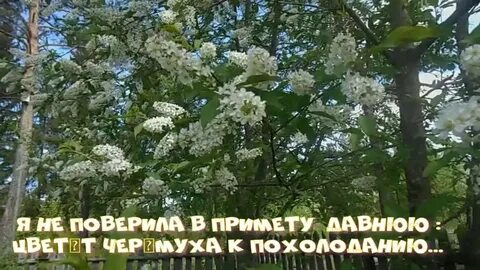 Песня цветет черемуха а рядом василек