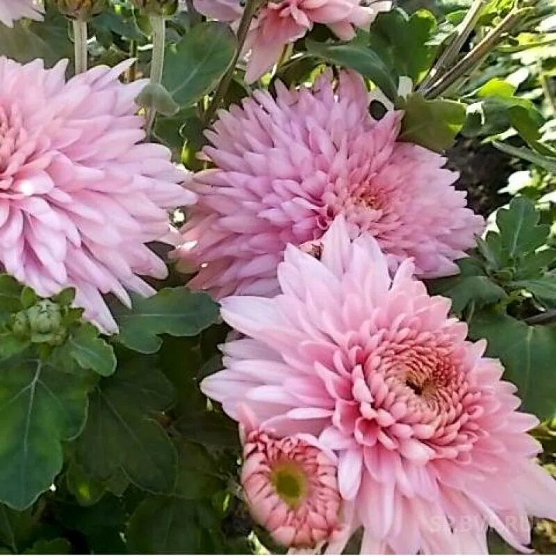 Хризантема сорт пинк. Хризантема мариэлла пинк. хризантема мариэль пинк. marielle pink хризантема. хризантема корейская мариэль пинк.