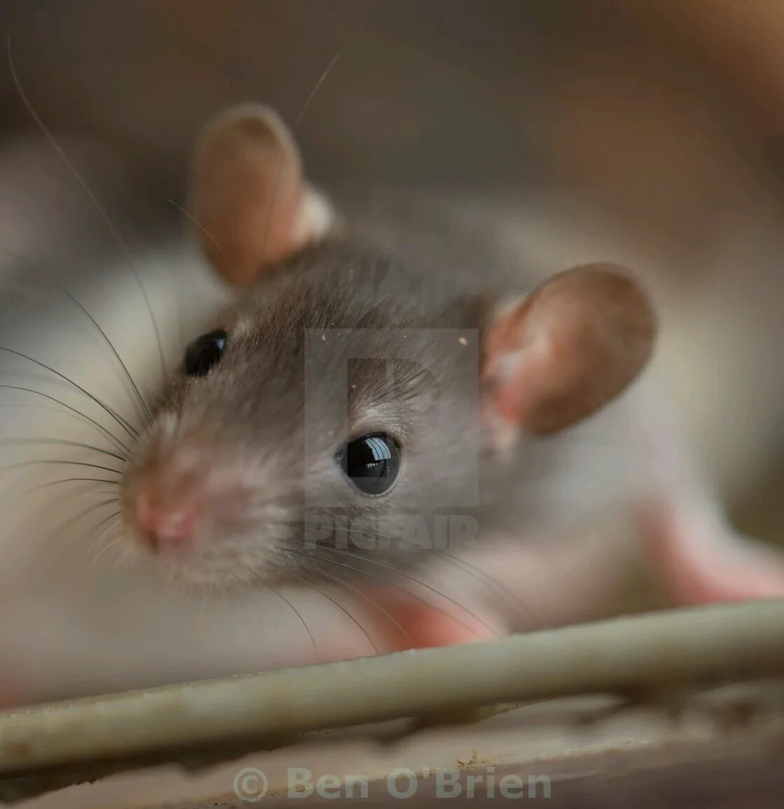 Крысята Дамбо. Ушастые крысы Дамбо. Серая крыса Дамбо маленькая. Новорожденные крысята Дамбо.