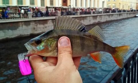 В какое время ловят окуня