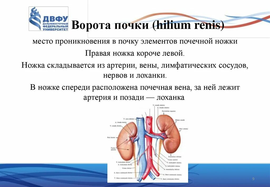 В состав почечной ножки входят. Почечная ножка строение. Анатомические элементы почки. Почечная ножка топография. Почки расположены на задней брюшной стенке на уровне.