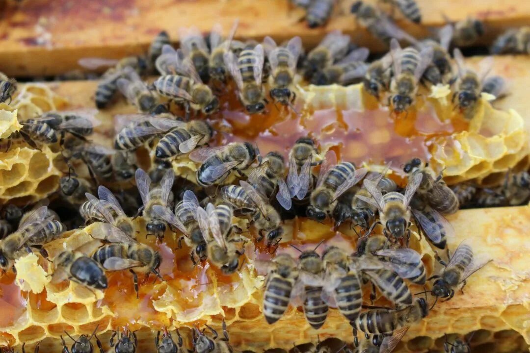 Сколько делать мед. Пчелы. Пчелы и мед. Продукты пчеловодства. Пчелы откладывают мед.
