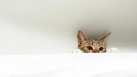 you tube - channel art -banner - a cat - white background - hd Cute Kittens...