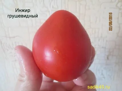 Томаты инжир описание сорта фото отзывы