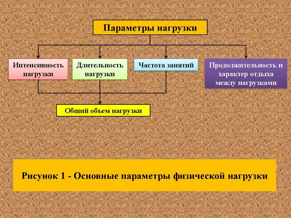 Нагрузки основные группы. Виды физических нагрузок. Параметры физической нагрузки. Факторы от которых зависит физическая нагрузка. Основные параметры физической нагрузки.