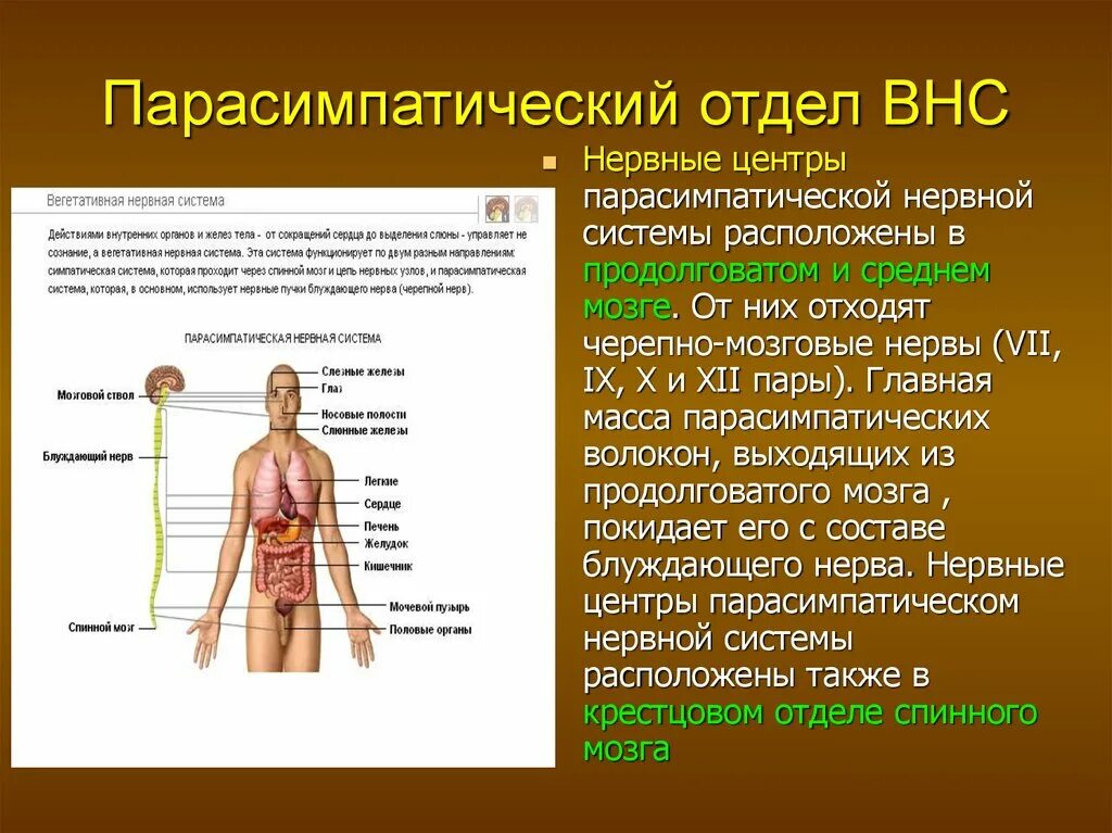 Где расположена парасимпатическая нервная система