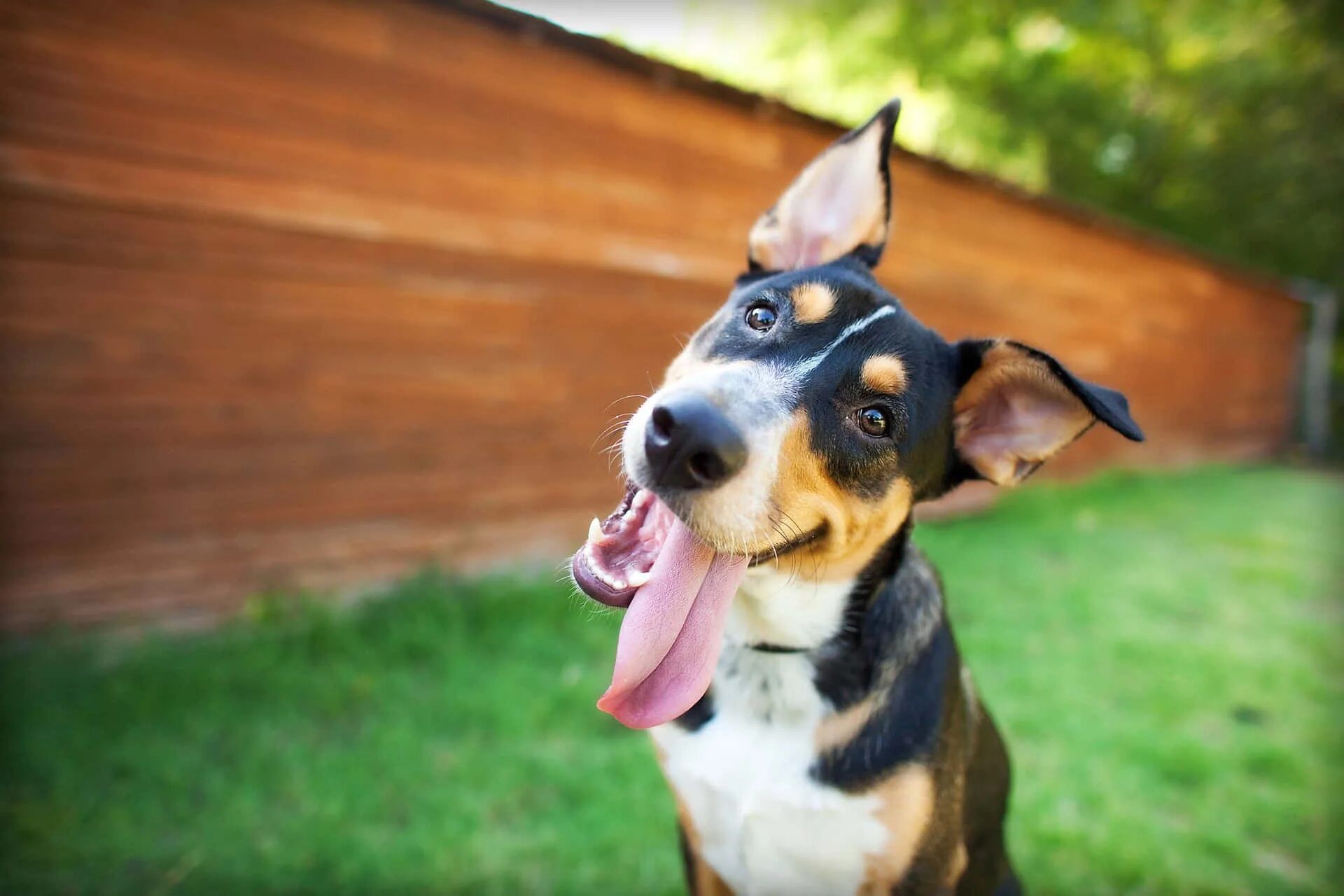 Pets find out. Собака. Счастливая собака. Счастливая собакасобака. Удивительные собаки.