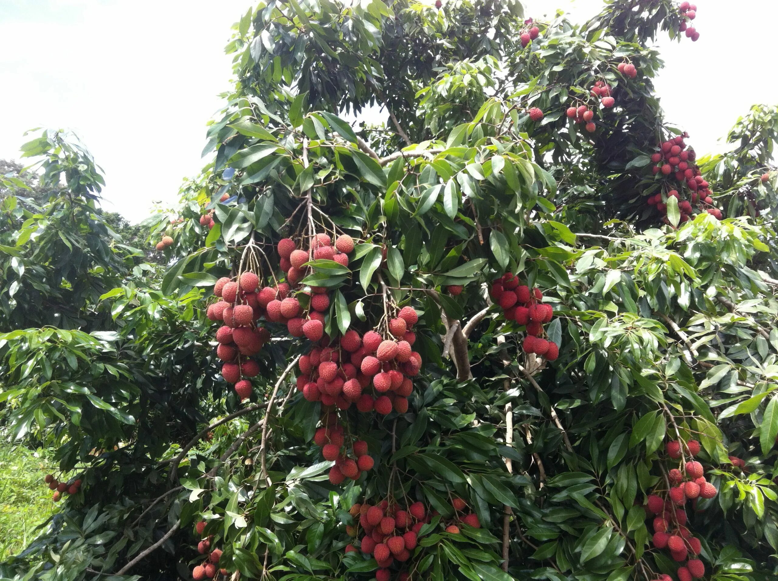 личи драконий глаз. личи высота дерева. личи дерево. китайские личи дерево. китайские личи дерево.