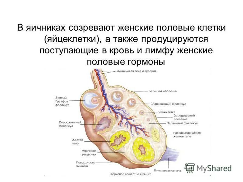 Органы составляющие женскую половую систему. Подразделяют на наружные и внутренние половые органы.. Где созревают женские половые клетки. Наружные женские половые органы на латыни.