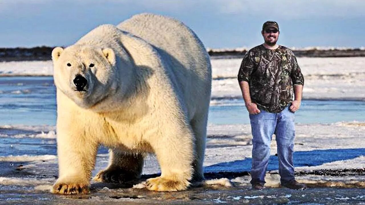 Северная Америка медведь Гризли. Самый большой в мире медведь Гризли. Полярный Гризли. Северная Америка медведь Гризли Аляска. Большие кунали