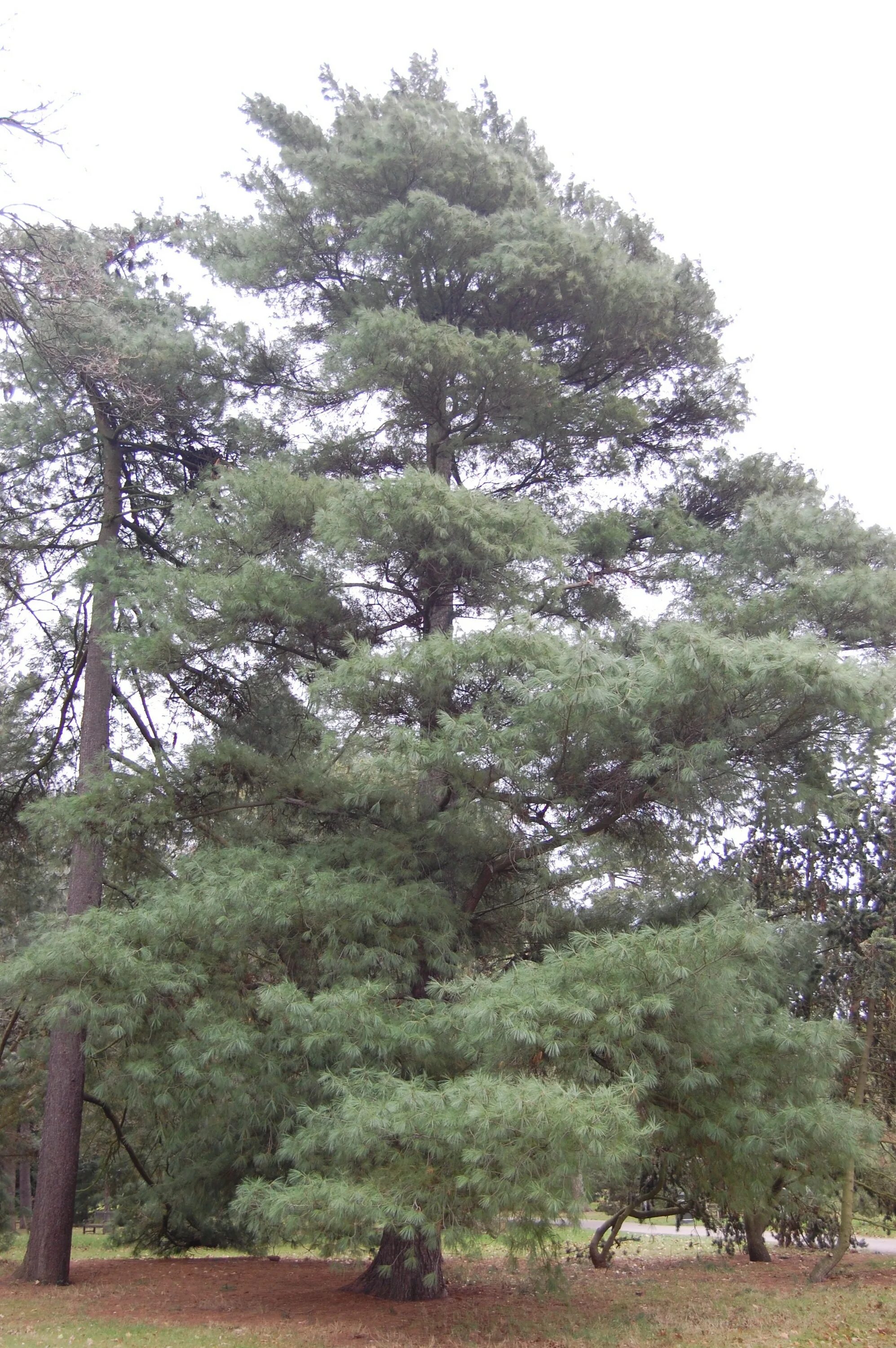 Pinus strobus. Сосна белая мексиканская шишки. Сосна веймутова himmelblau. Pinus strobus blue petticoats. Pinus ayacahuite.